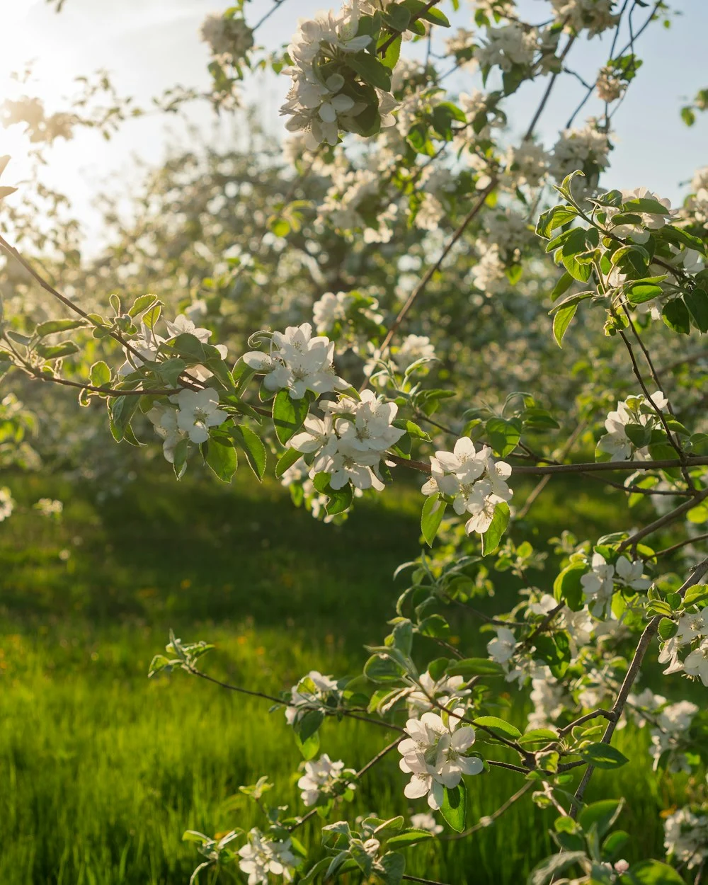 Apple blossoms growing in a sunlit orchard