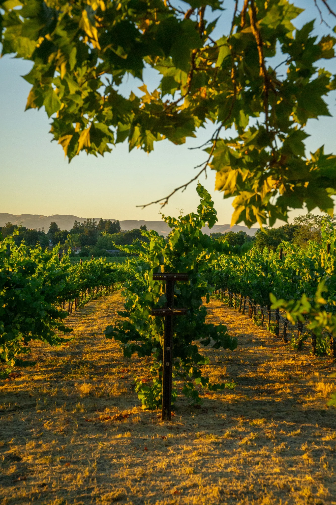 Green vineyard rows in golden afternoon light