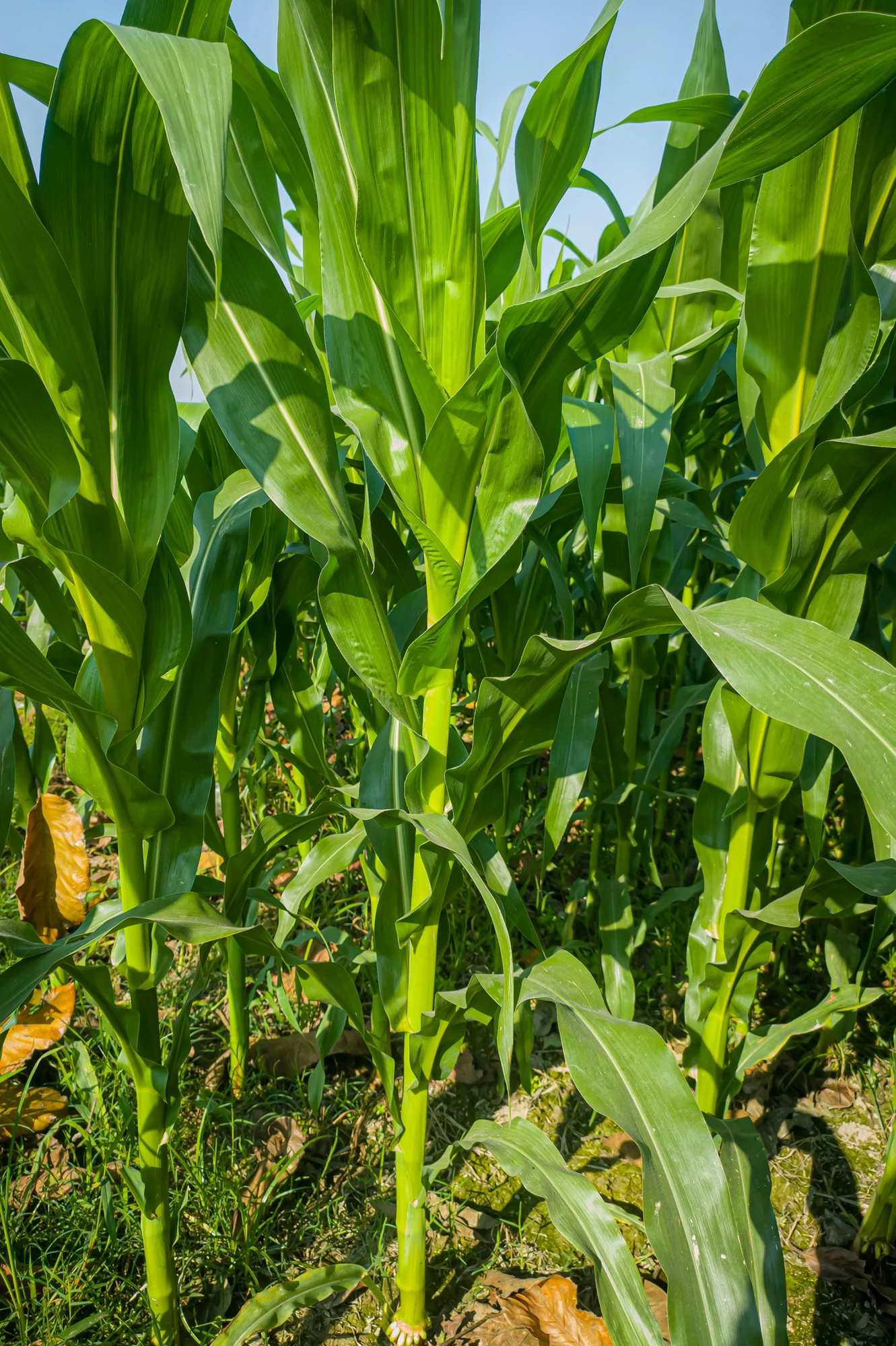 Lush green corn leaves growing in warm afternoon sunlight
